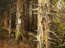 Luděk Pešek – Les 