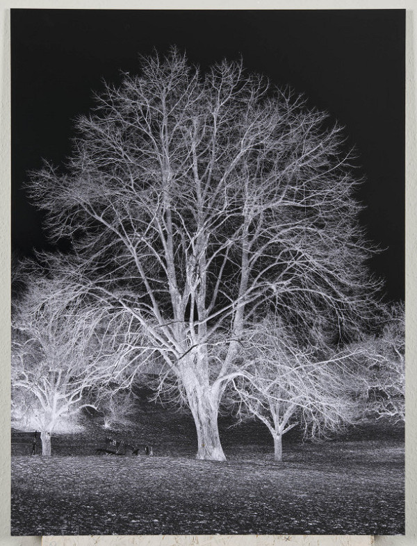 Tereza Severová – Stromy svobody 