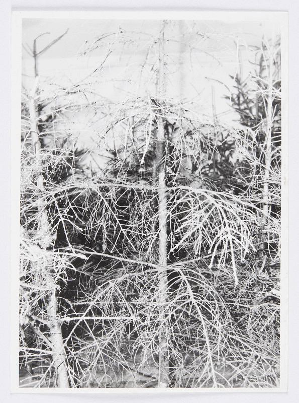 Zbigniew Makarewicz – Byl les (Byl las) 