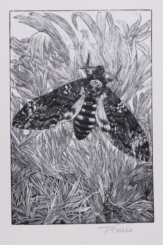 František Kobliha – Smrtihlav – Acherontia atropos 