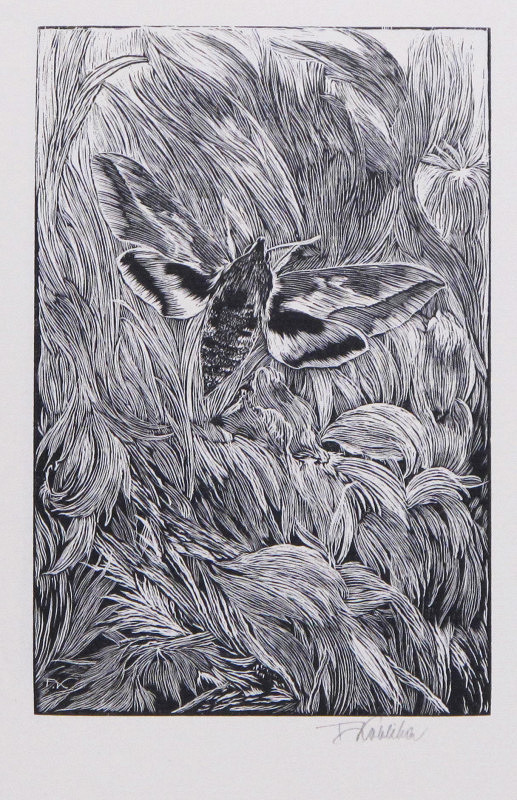 František Kobliha – Pryšcový lyšaj – Sphinx euphorbiae 