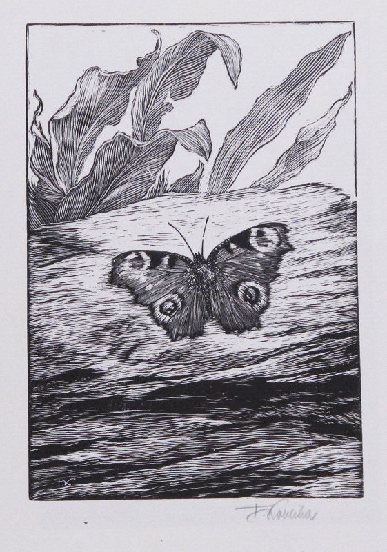 František Kobliha – Paví oko – Nymphalis io 