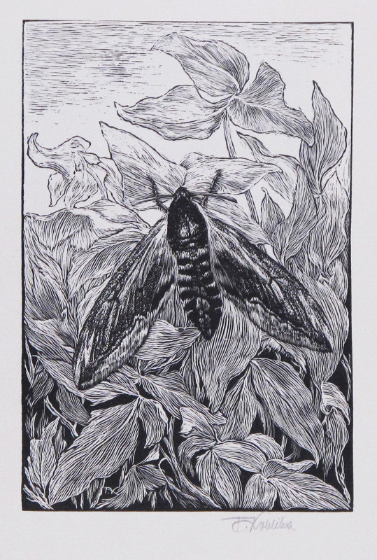 František Kobliha – Šeříkový lyšaj – Sphinx ligustri 