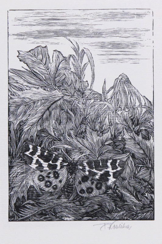 František Kobliha – Přástevník – Arctia caja 