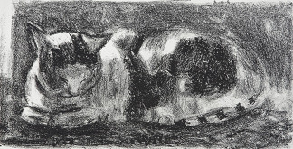 Martin Salcman – Kočka 