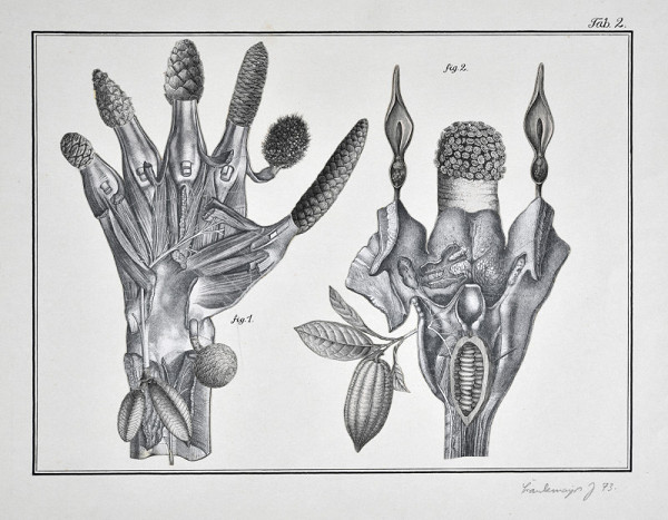 Jan Švankmajer – Švank-Meyers Bilder-Lexikon, Botanika, Tab. 2 