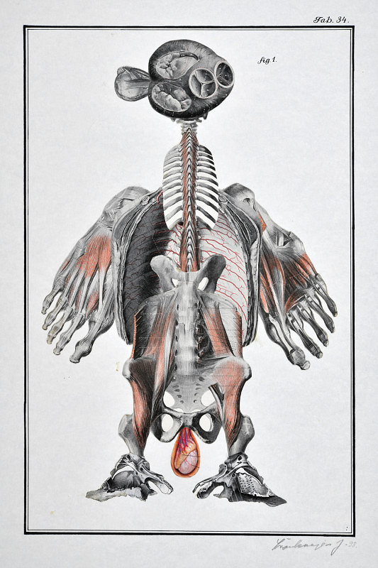Jan Švankmajer – Švank-Meyers Bilder-Lexikon, Nesoustavná anatomie, Tab. 34 