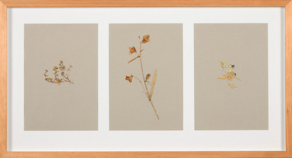 Zdena Kolečková – Trojí identita 