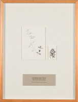 Zdena Kolečková – Trojí identita 