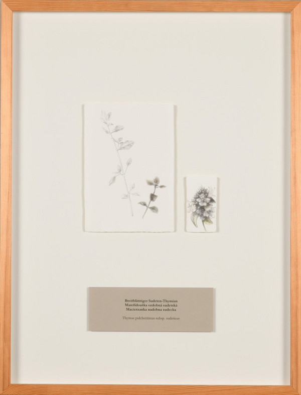 Zdena Kolečková – Trojí identita