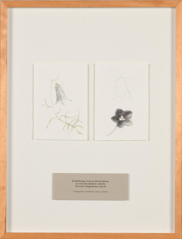 Zdena Kolečková – Trojí identita 