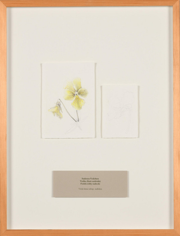 Zdena Kolečková – Trojí identita 