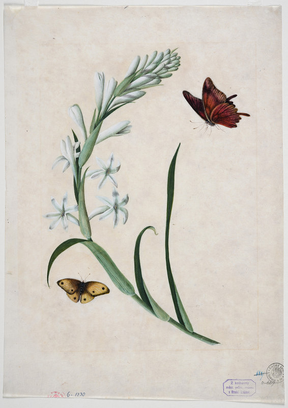 neznámý malíř čínský – Zátiší s květinou a motýly 