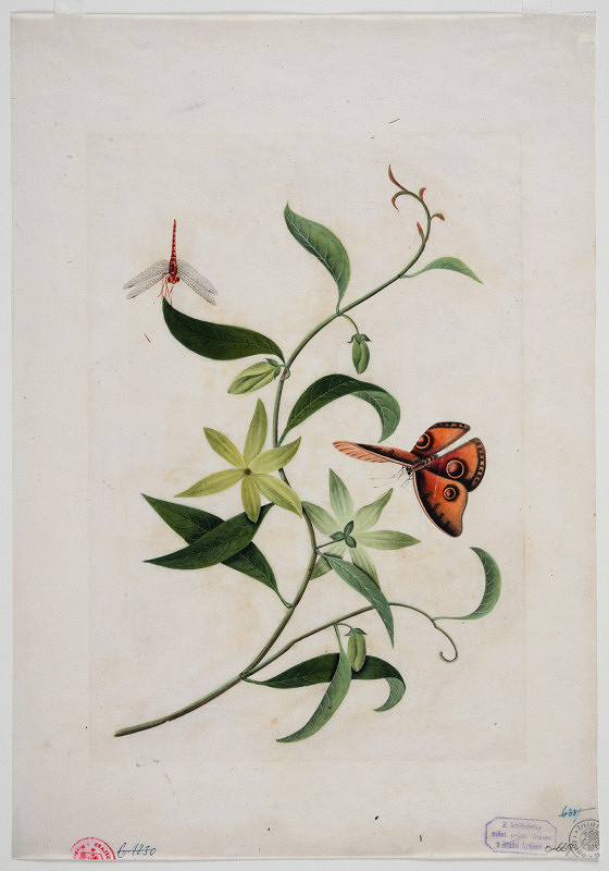neznámý malíř čínský – Zátiší s květinou, motýlem a vážkou