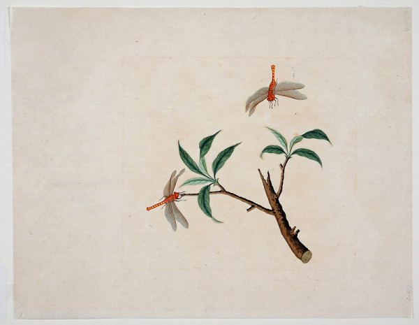 neznámý malíř čínský – Zátiší s větvičkou a vážkami 