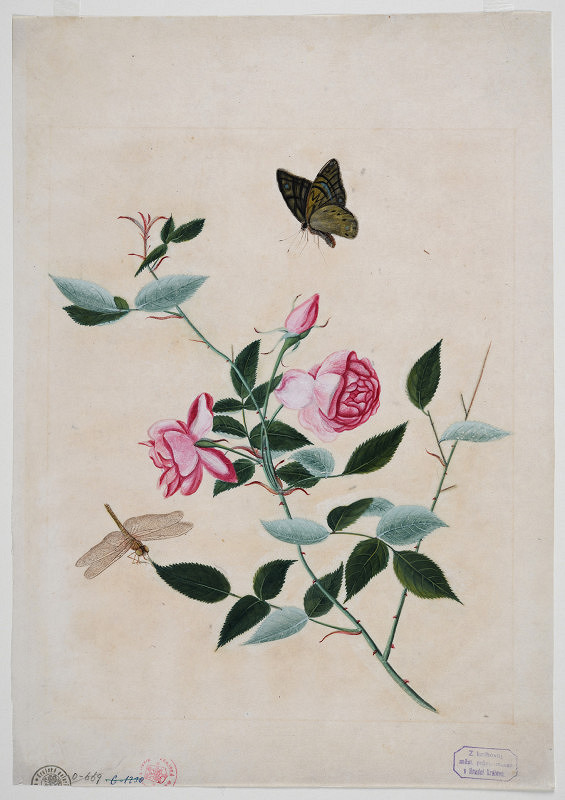 neznámý malíř čínský – Stolistá růže s vážkou a motýlem 