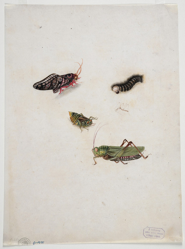 neznámý malíř čínský – Zátiší s hmyzem 