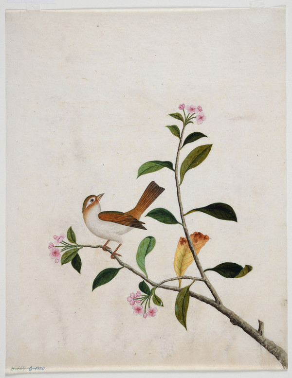 neznámý malíř čínský – Větev Sakury s ptákem