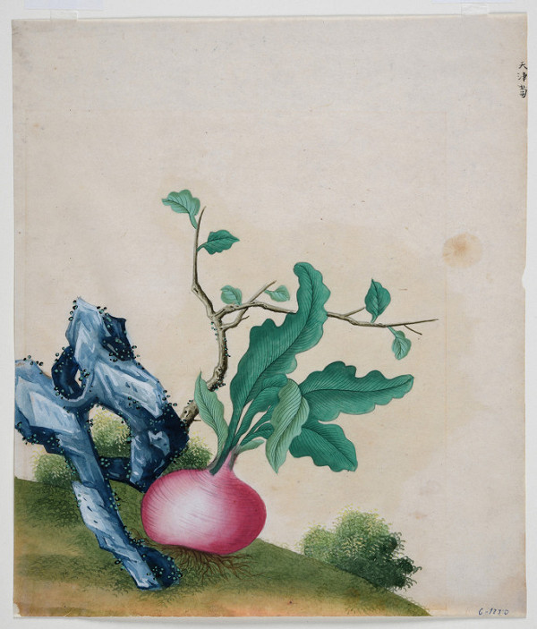 neznámý malíř čínský – Ředkev 