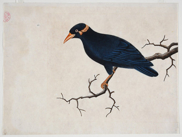 neznámý malíř čínský – Loskuták sedící na suché větvi 