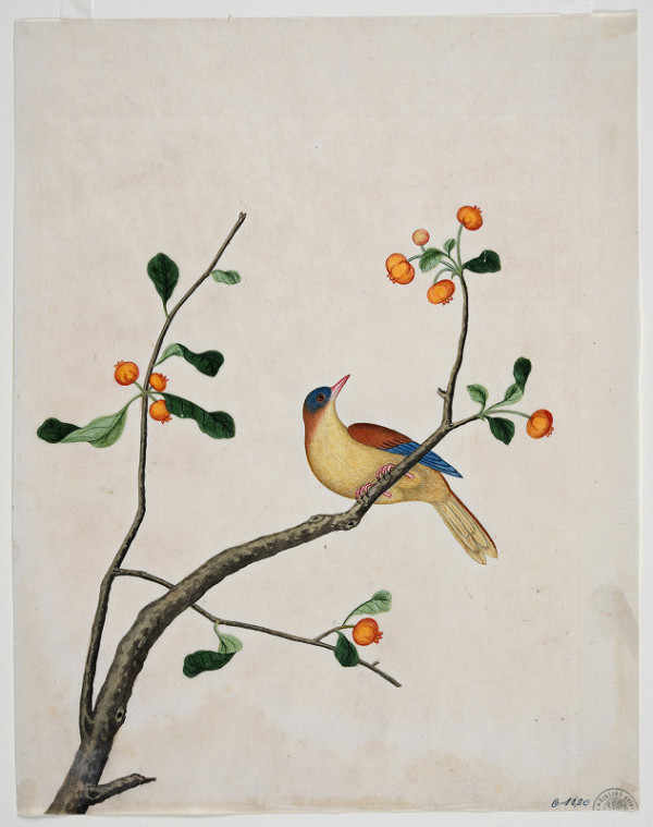 neznámý malíř čínský – Větev Mišpule s barevným ptáčkem