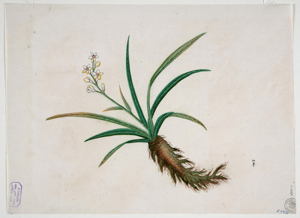 neznámý malíř čínský – Kvetoucí bylina 