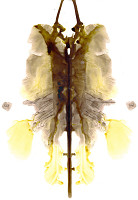 Čestmír Janošek – Zvíře 