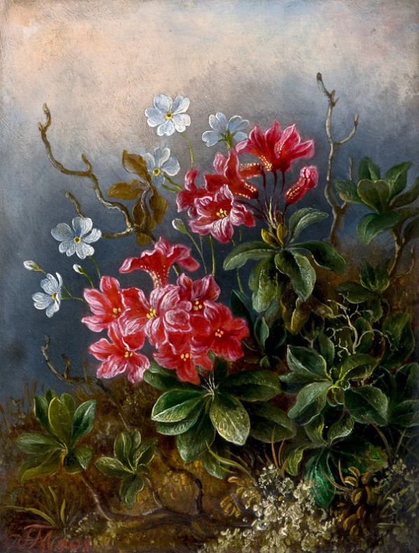 Franz Moos – Květiny