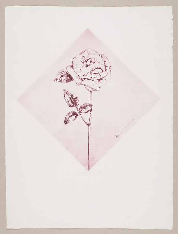 Naděžda Plíšková – Růže pro Arcimbolda