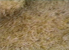 Ilona Németh – Poznámky z labyrintu 