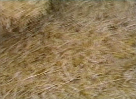 Ilona Németh – Poznámky z labyrintu 