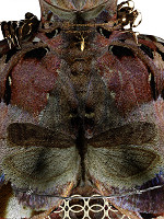 Marie Lukáčová (autor) – Skuzomeetzach 