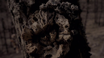 Marie Lukáčová (autor) – Siréna 