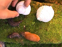 Erik Sikora – Bezdomovcom 