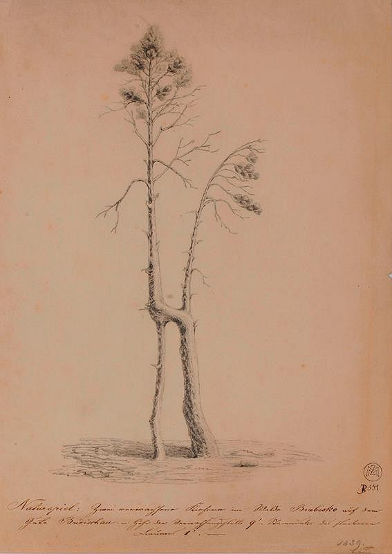 Mořic (Mauritz) Vilém Trapp – Srostlé borovice u Budišova