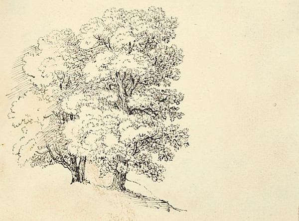 Bedřich Silva Tarouca – Studie skupiny stromů