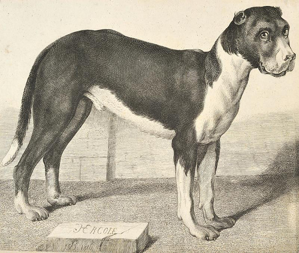 Josef), Josef Jan Alois Drda (Drda – Pes Hercole