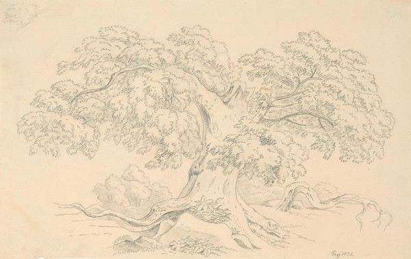Bedřich Silva Tarouca – Studie starého stromu
