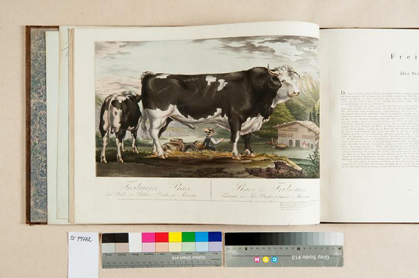 E. W. Witte – Deutschlands Rindvieh-Racen nach der Natur dargestellt und beschrieben. Erstes Heft 