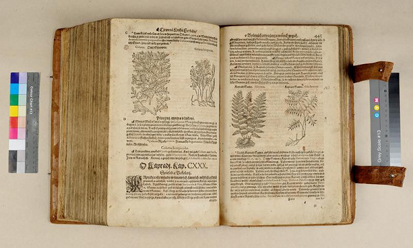 Pietro Andrea Mattioli, Adam Huber z Risenpachu, Joachim Camerarius, Daniel Adam z Veleslavína – Herbář aneb Bylinář