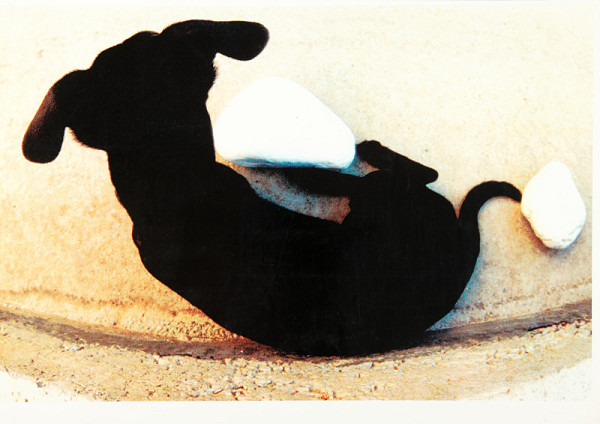 Pavol Orvan – bez názvu (pes s kameny) 