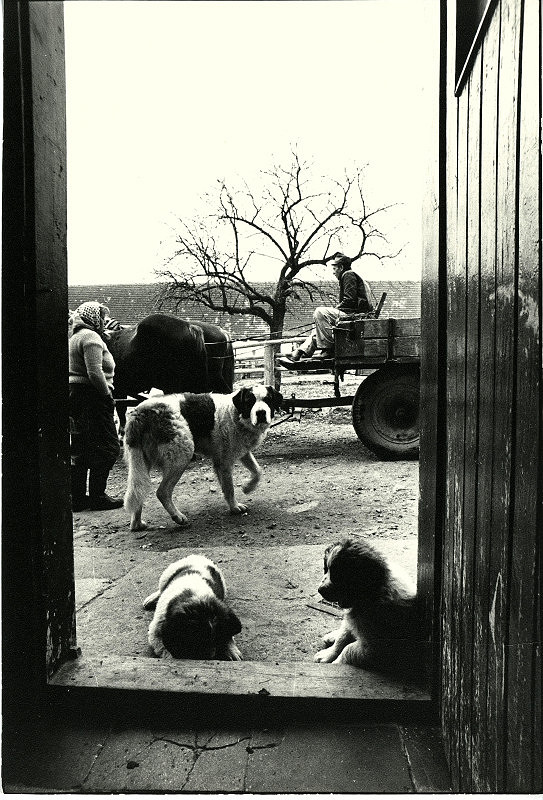 Ivo Gill – bez názvu (život na statku) 