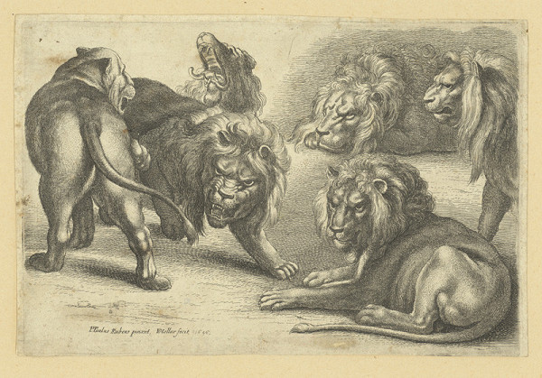 Václav Hollar – Pět lvů a lvice, podle Petra Paula Rubense