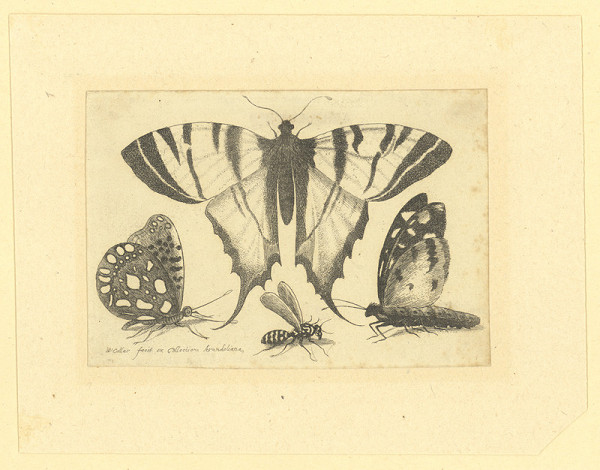 Václav Hollar – Otakárek fenyklový, jiní motýli a vosa
