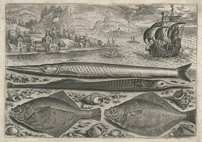 Adriaen Collaert – Mořské ryby 