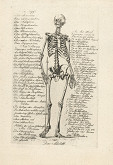 František Čepelka (Czepelka) – Anatomie člověka 