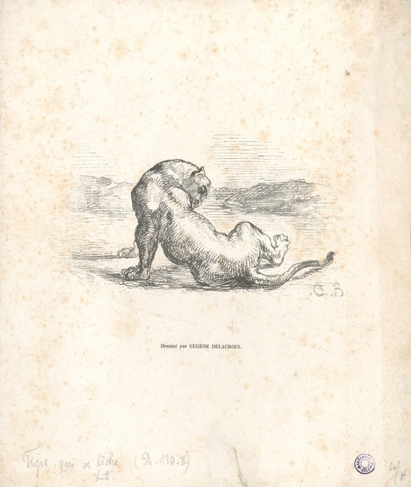 Eugéne Delacroix – Ležící tygr
