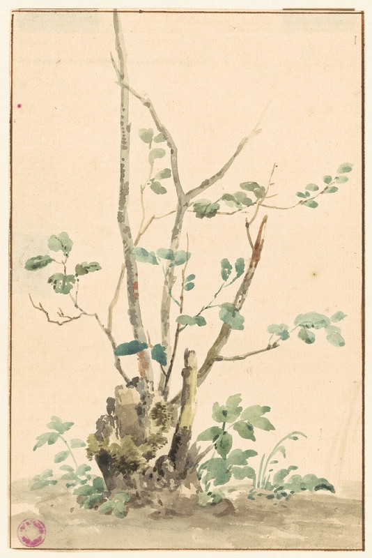 Jenny Schermaulová – Studie pařezu stromu s mechem a výhonky 