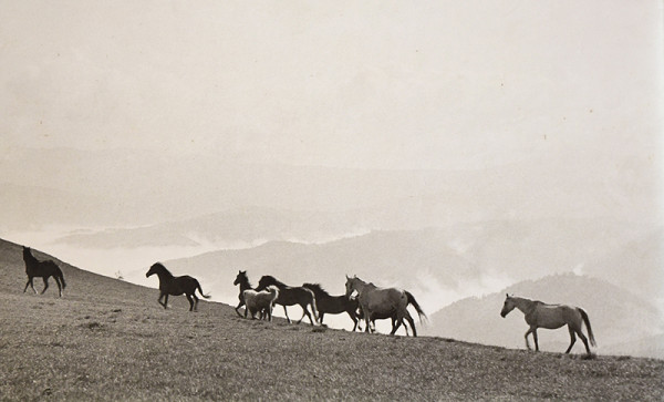 Magdaléna Robinsonová – Kone na horách