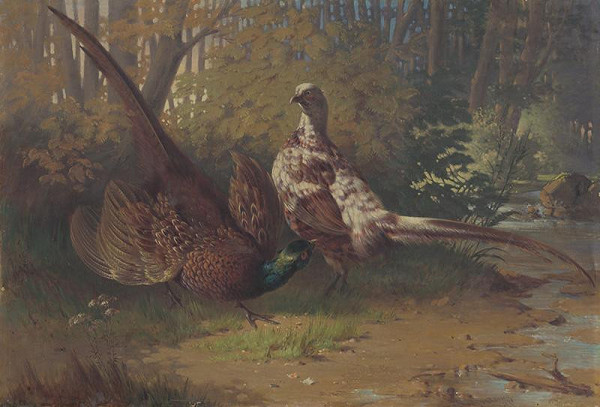 Friedrich Carl von Scheidlin – Bažanty pri párení 